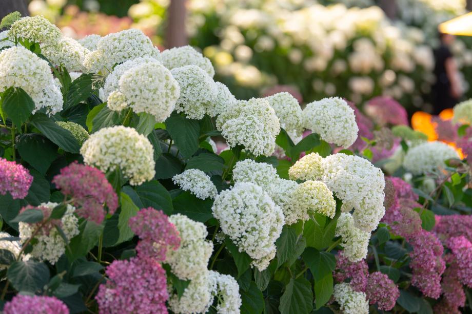 공주 유구색동수국정원 꽃 축제1