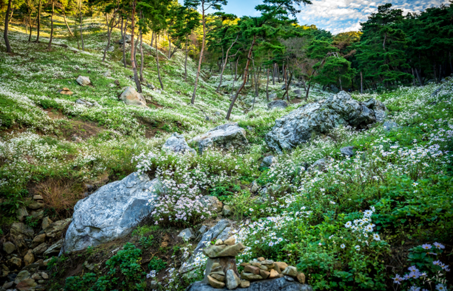 구절산 구절초 축제1