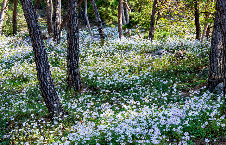 구절산 구절초 축제4